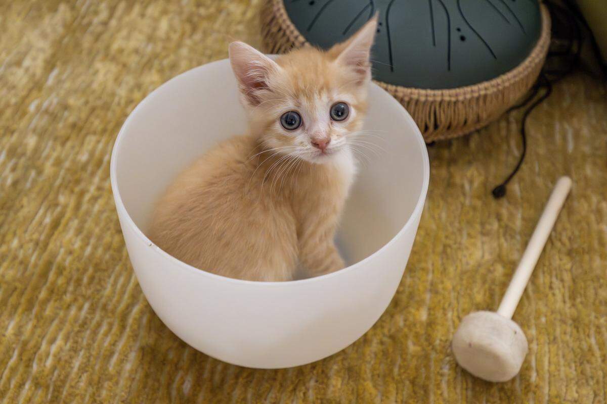 A foster kitten named Corn sits inside a crystal singing bowl during a sound bath session on Thursday, Aug. 7, 2025, in Kansas City.
