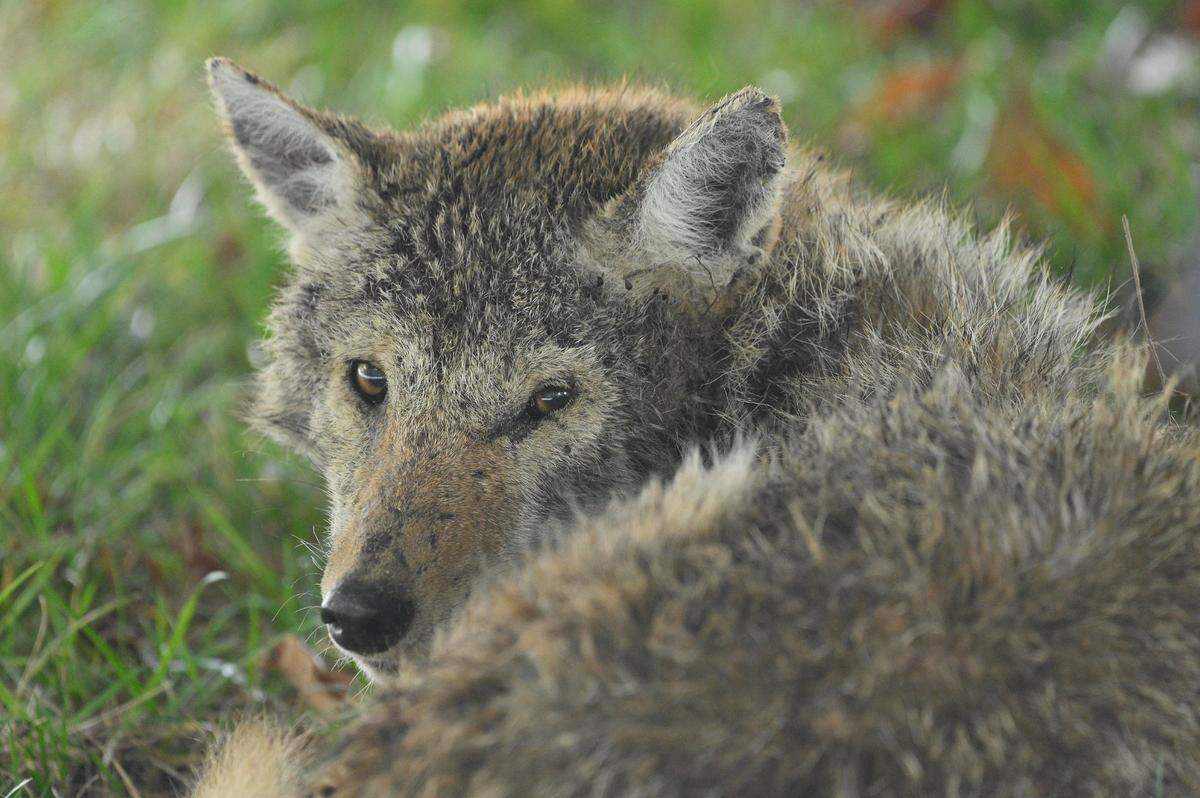 A coyote is seen in this file photo, distinguised by its coarse gray hair and pointed ears.