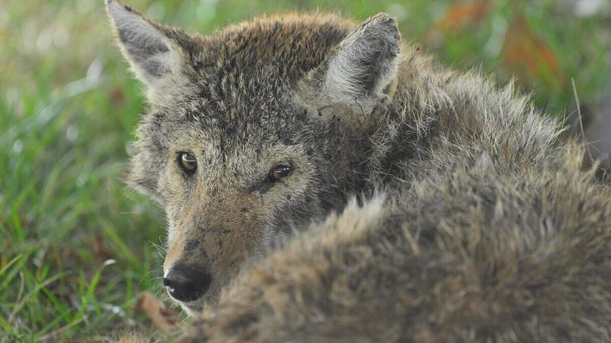 A coyote settled into a Kansas City area backyard in fall 2020.