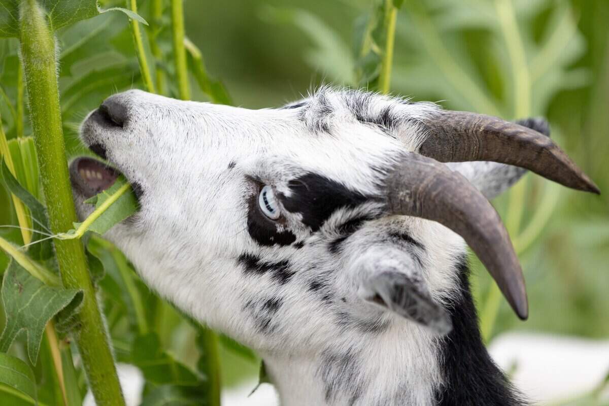 A goat from Goats Gone Green munches on invasive and unwanted weeds at Heritage Riverfront Trail on Wednesday, June 10, 2026. Several dozen goats are being used as environmentally friendly “mowers” to clear roughly two acres of overgrown land in the coming weeks.
