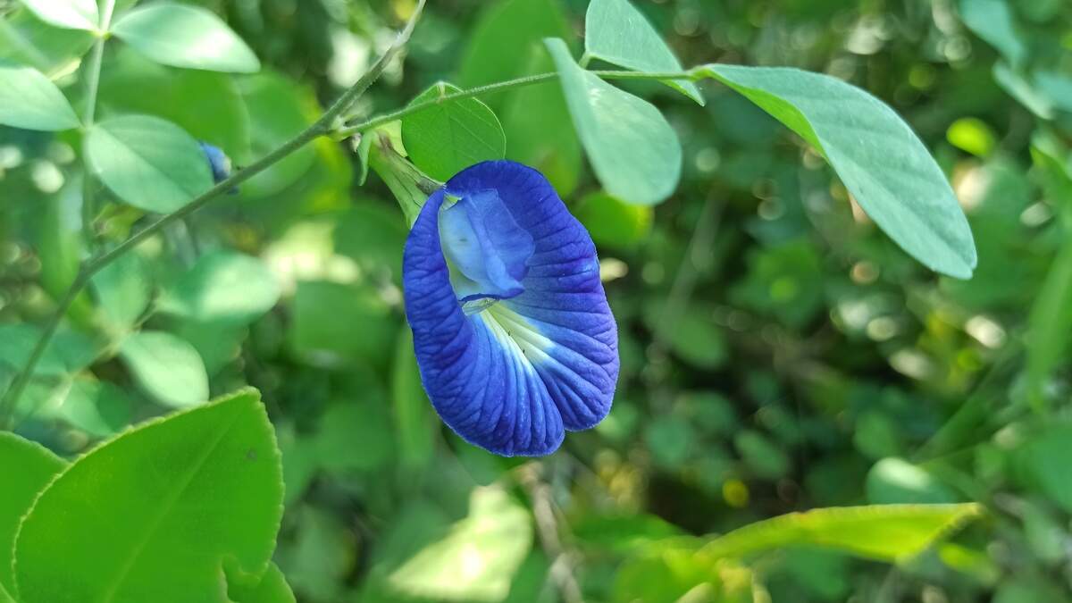 Blue butterfly pea flowers are both beautiful and edible.