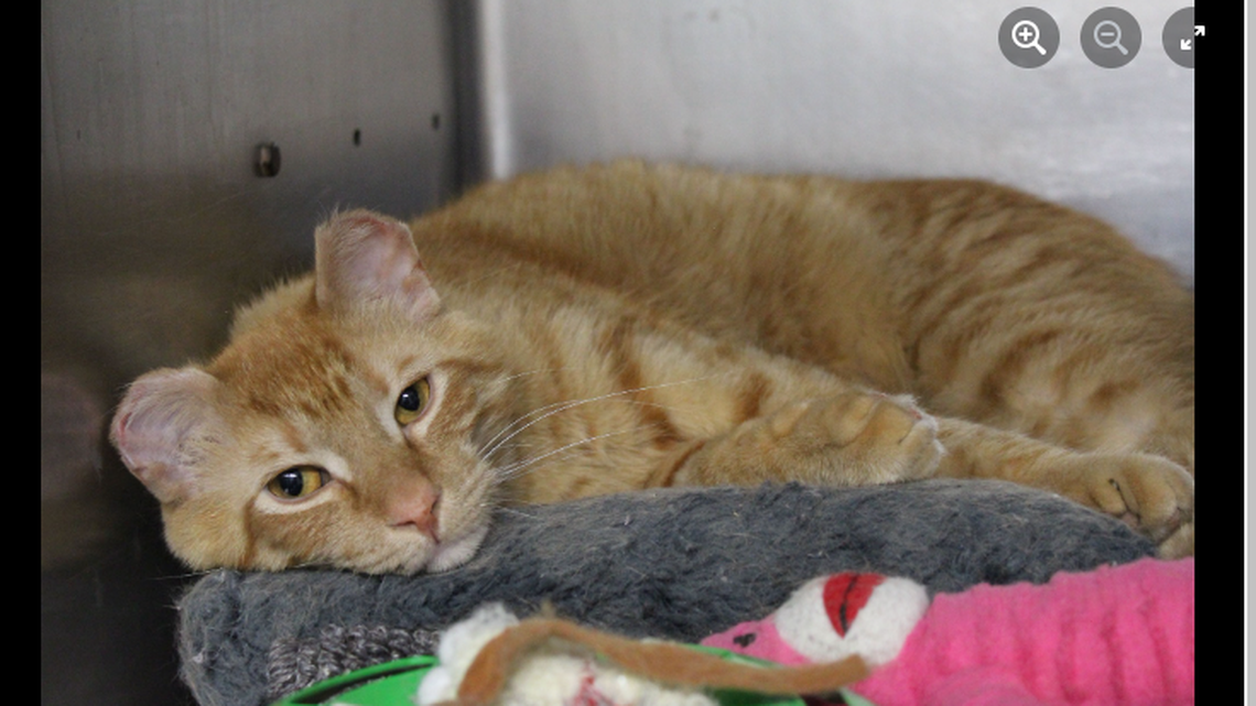 Tiggerr was adopted from a Wisconsin shelter back in 2022, but was dumped in the wild. He’s back at the shelter and ready for a new home.