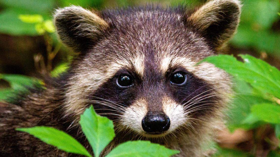 A pet ‘owner’ was arrested after taking a captive raccoon to a bar in Maddock, North Dakota, that prompted a rabies warning from health officials, sheriff says.