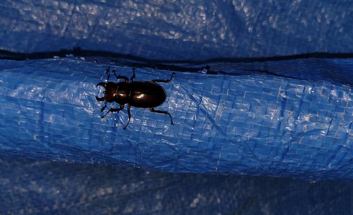 Stag beetles are great decomposers of woody material. They are attracted to light and could easily become a victim of a bug zapper.