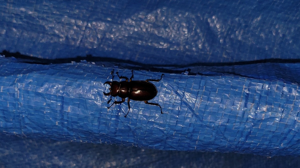 Stag beetles are great decomposers of woody material. They are attracted to light and could easily become a victim of a bug zapper.