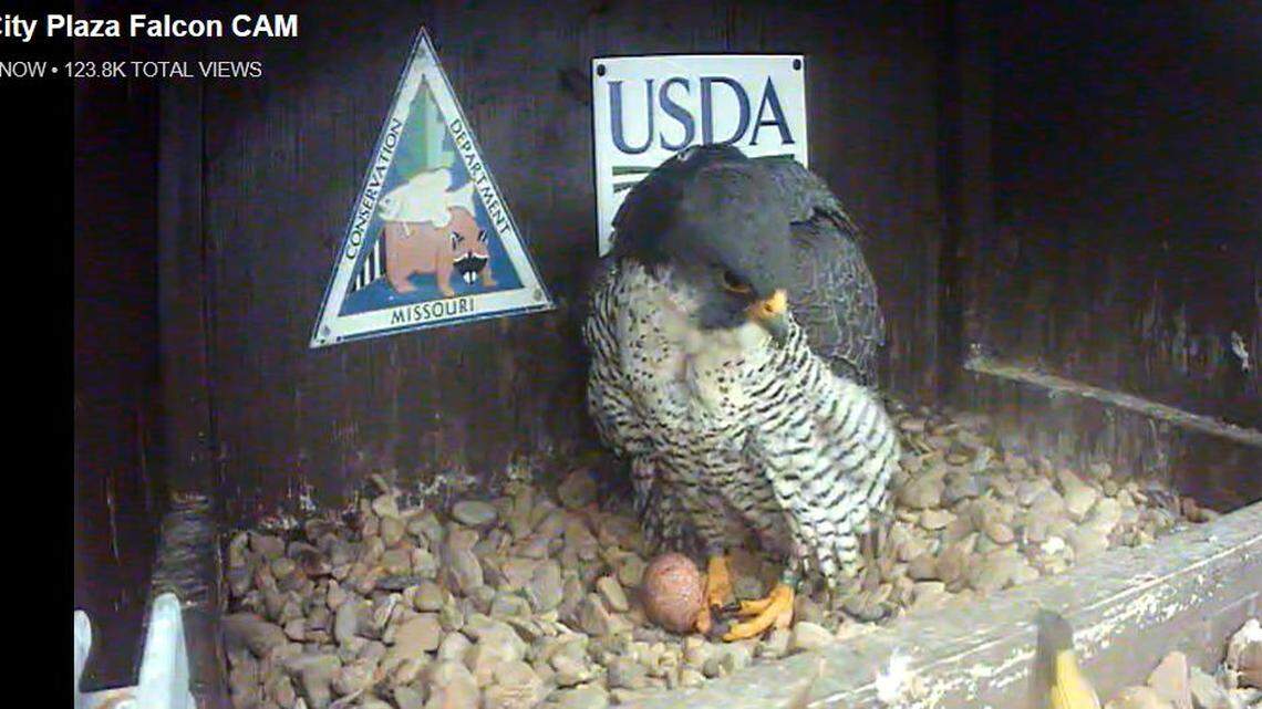 A female peregrine falcon tended to her egg Wednesday morning in a nest high up at the American Century Investments building near the Country Club Plaza.