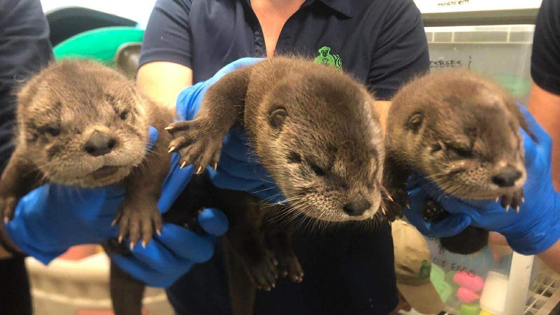 Three otter pups were born at the Kansas City Zoo on March 3. While not yet on display, the female pups learned to open their eyes and crawl. 