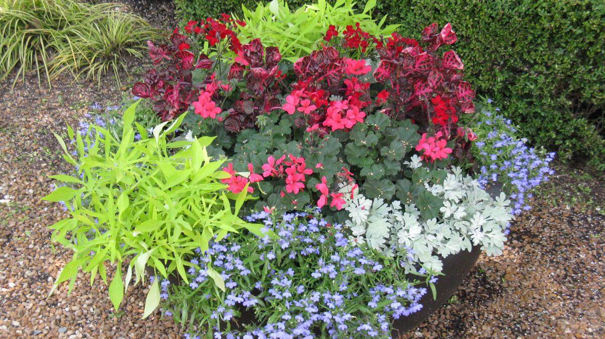 One-season wonders can add a pop of color to your garden.