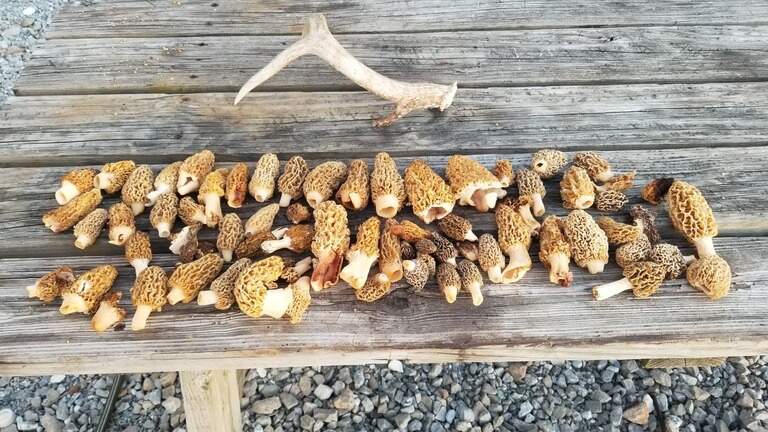 Outdoors report: Turkey hunting, morel-mushroom foraging and some really good fishing