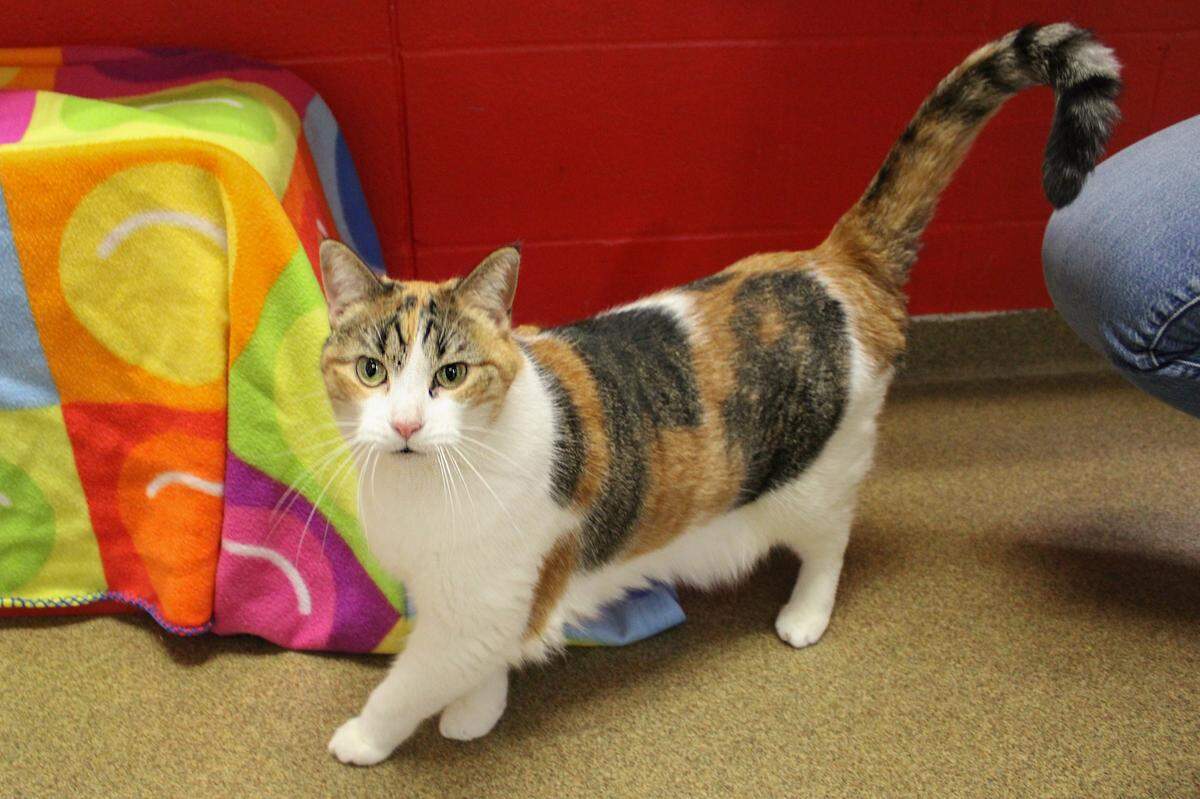 Piper the cat is a 3-year-old calico available for adoption at a KC area animal shelter.