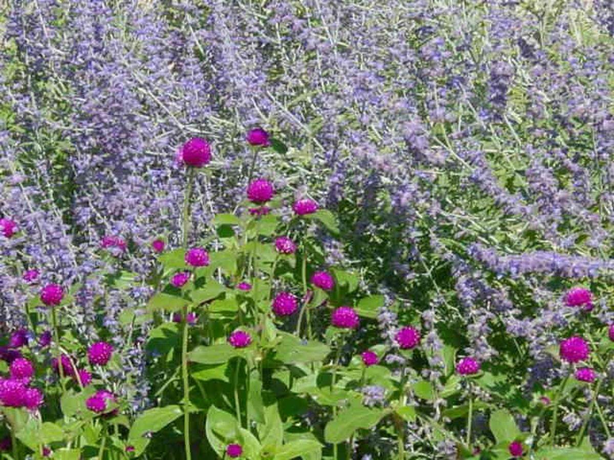A bed of Russian Sage and pink globes of Gomphrena.