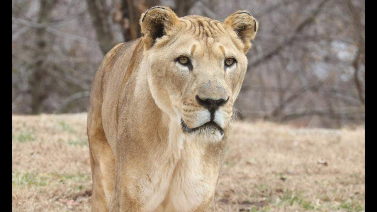 Twenty-year-old Mufasa at the Kansas City Zoo was euthanized earlier this week due to age-related health issues.