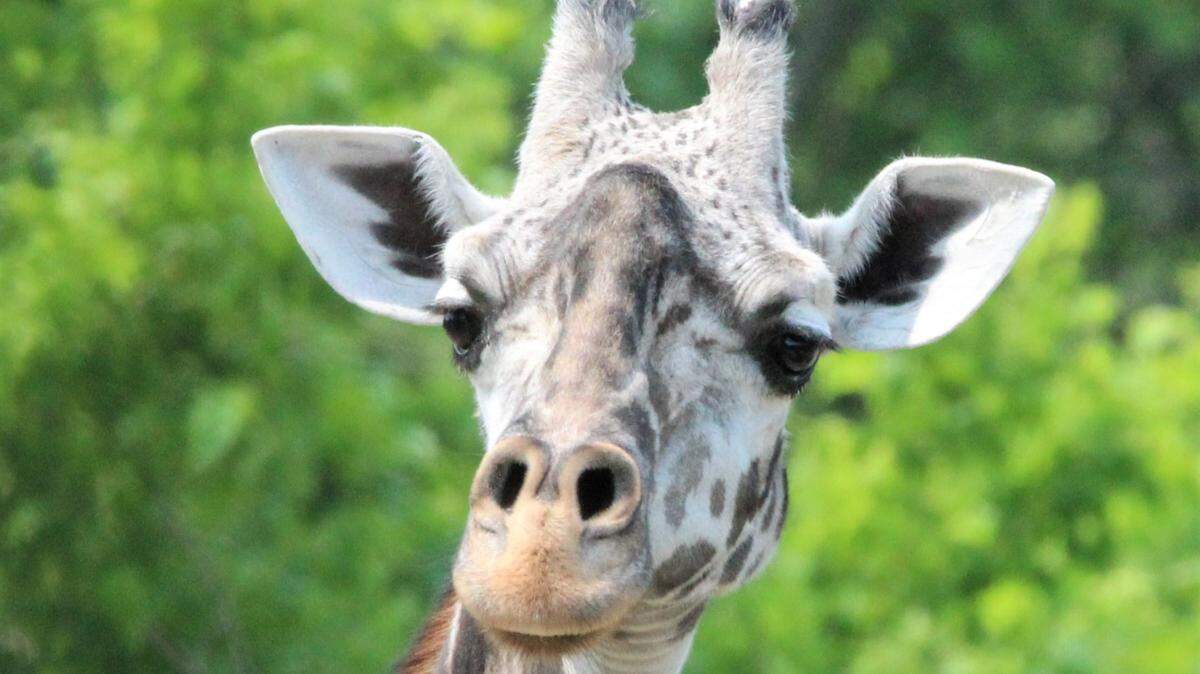 A portrait of Mahali provided by the Kansas City Zoo. The Masai giraffe was the zoo’s oldest giraffe when she died on Oct. 19, 2023, at the age of 29.