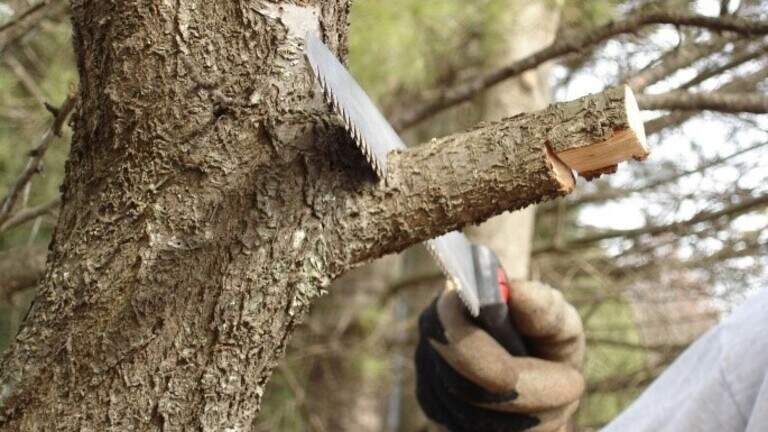 Proper pruning in late winter leads to strong, lush trees and shrubs in the springtime