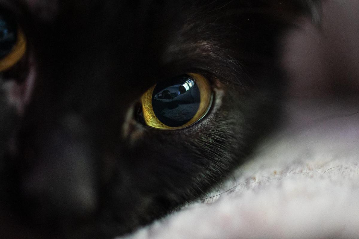 Willy Wonky spends most of his days lounging in bed until it is time to eat, play, or use the litter box in his Kansas City home.