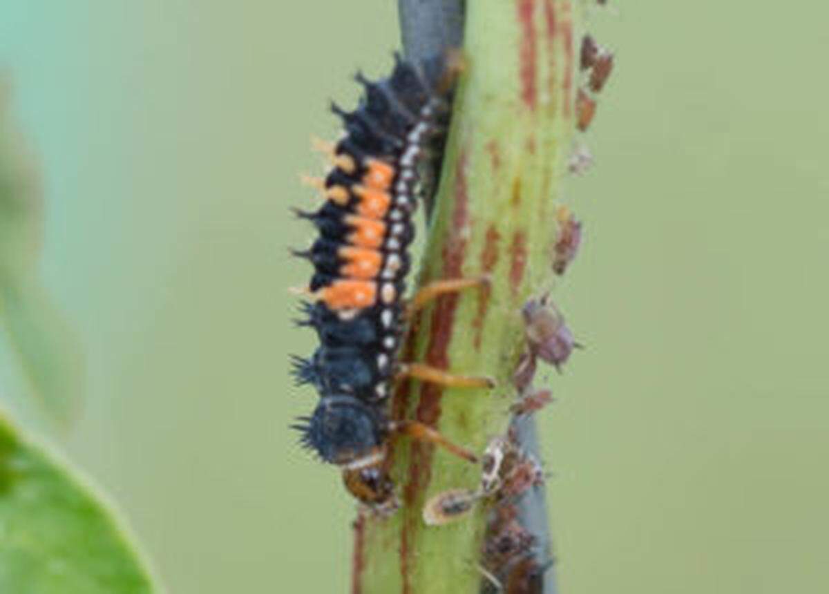 The larvae of the ladybug are often described as having an alligator-like appearance. Don’t be spooked and kill them, as they consume large numbers of aphids.
