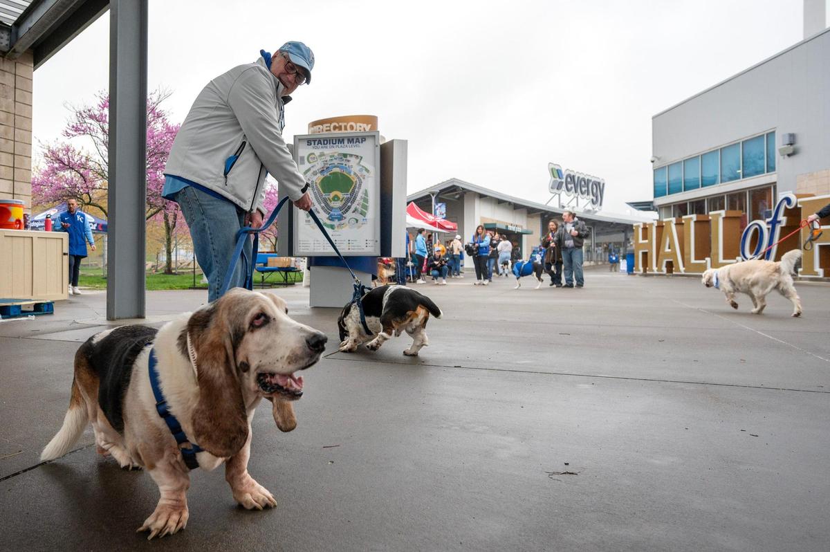 JB Bremser gets tangled in the leashes of his dogs, Amos Otis and Lorenzo Cane, during Bark at the Park at an MLB game between the Kansas City Royals and the Baltimore Orioles on Friday, April 4, 2025, at Kauffman Stadium.