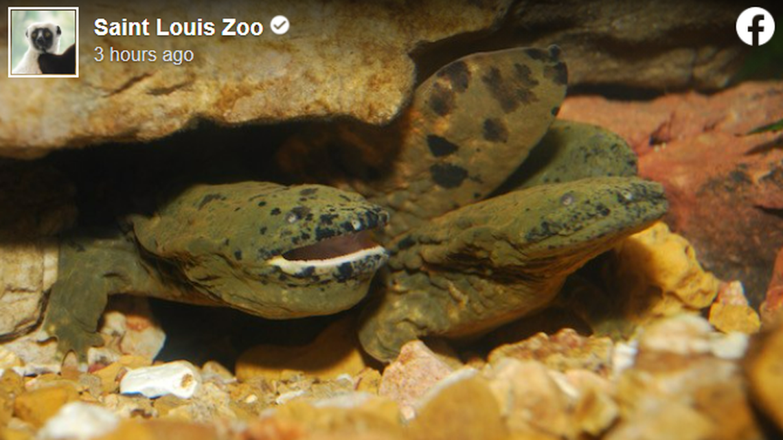 The Saint Louis Zoo released over 800 endangered hellbenders into their native Missouri Ozark rivers this summer.