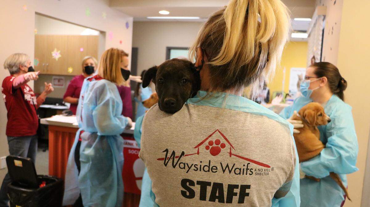 Kansas City’s Wayside Waifs took in 55 dogs from an overcrowded shelter in Mobile, Alabama.