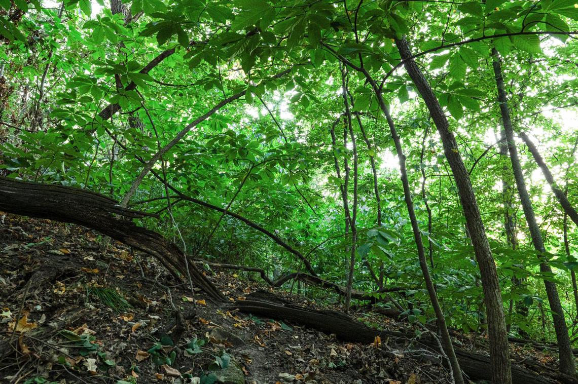 A grove of pawpaw trees cover a wooded slope on at George E. Kessler Park in Kansas City. The tropical fruit tree grows in large colonies. The fruit ripens from September through October.