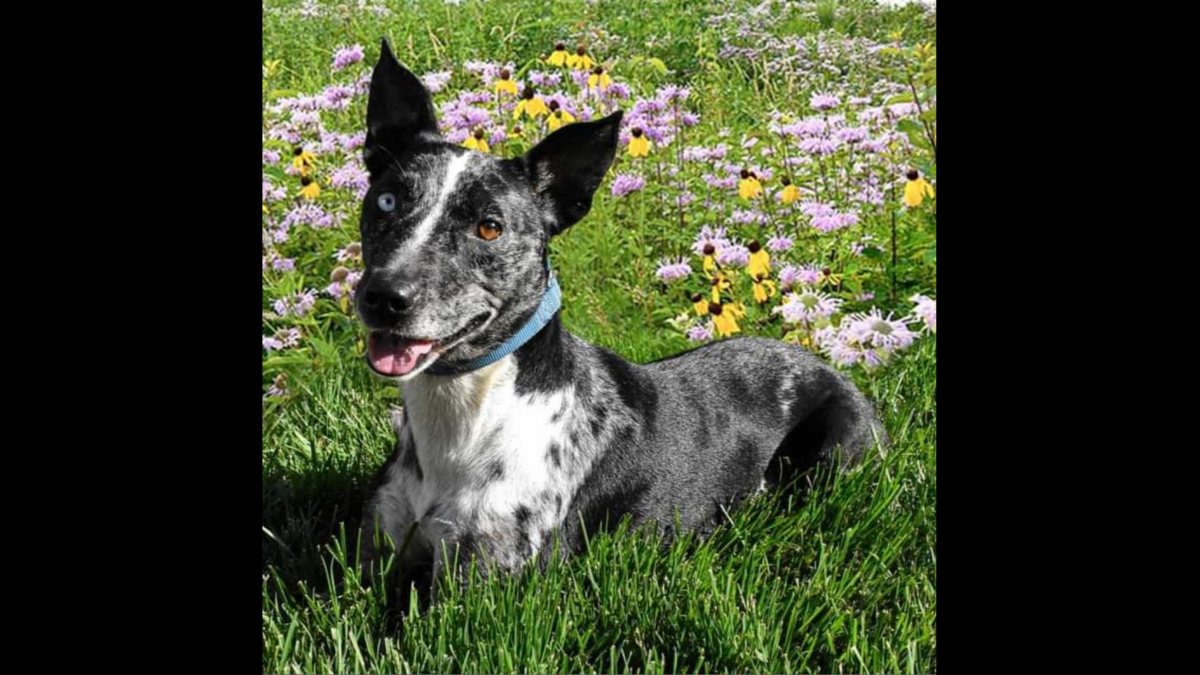 Juno