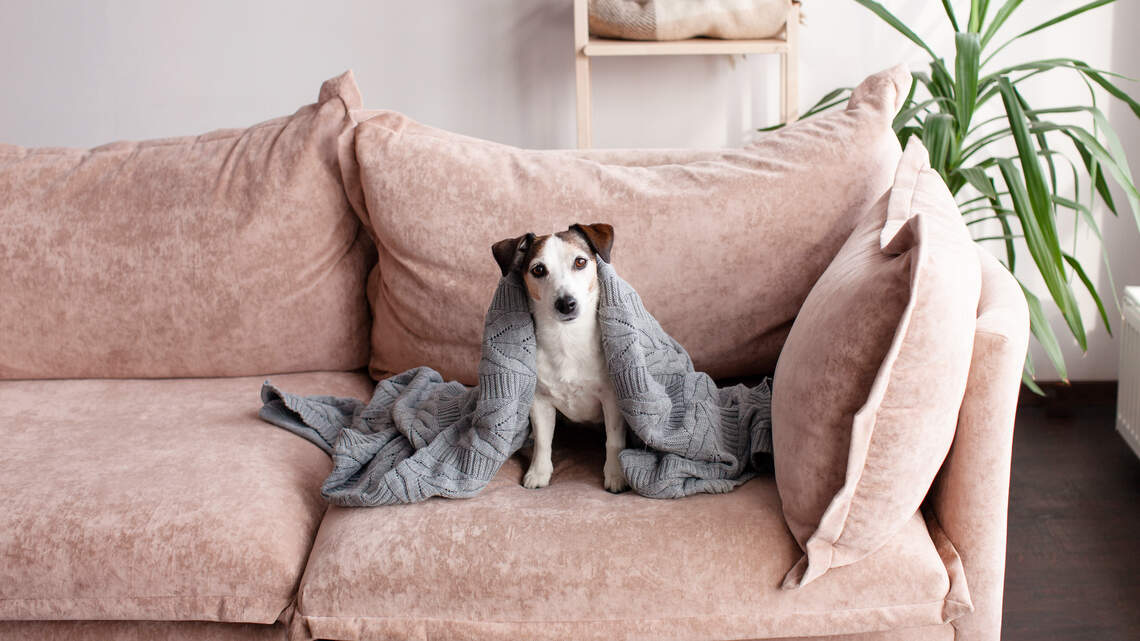 The best washable sofa toppers for pet owners looking to protect their furniture from fur, stains and everyday messes