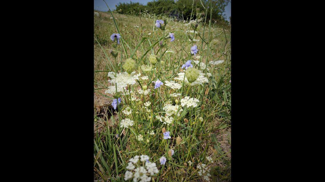 Call them weed or wildflower, chicory and Queen Anne’s lace look lovely in fields.