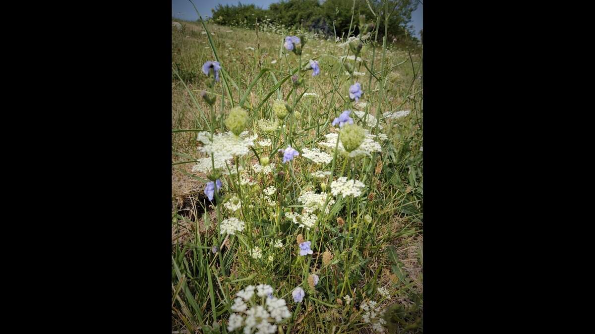 Call them weed or wildflower, chicory and Queen Anne’s lace look lovely in fields.