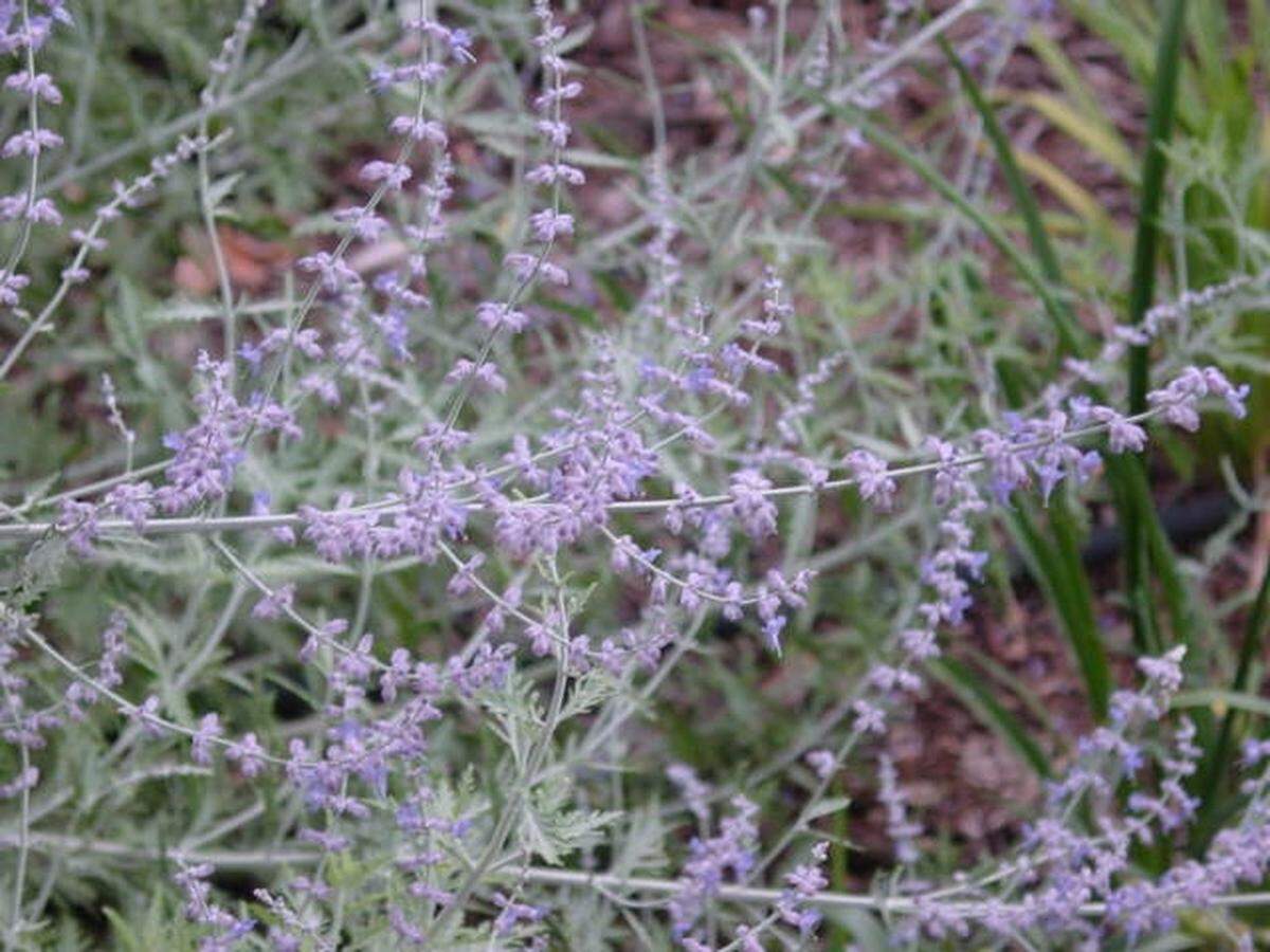 An up close view of Russian Sage.