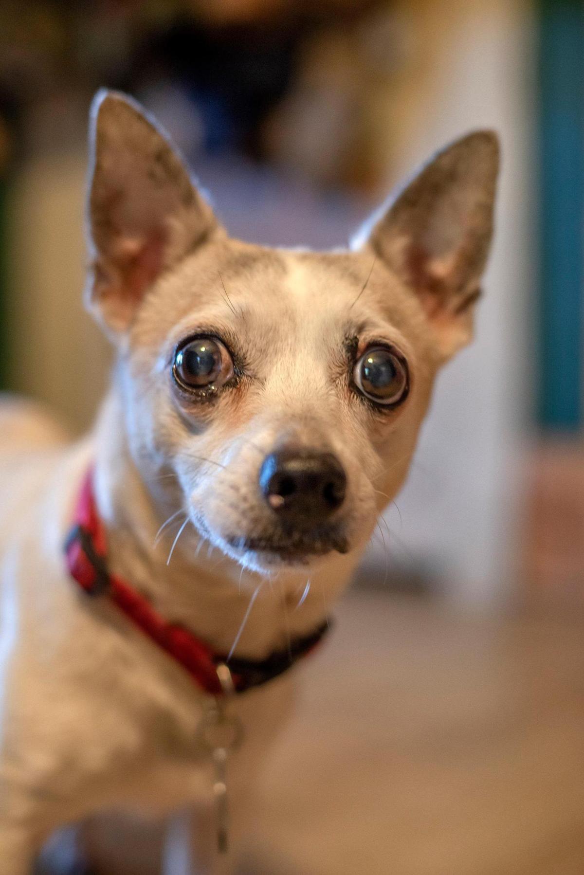 One of the two Musgrave dogs, Chippers, is a Chihuahua-dachshund mix.