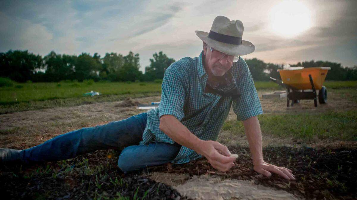 Kansas-born artist Stan Herd spreads natural materials on a patch of farmland near Lawrence, Kansas, to create a larger-than-life portrait of Vice President Kamala Harris, who emerged this week as the frontrunner for the Democratic Party’s presidential nomination.