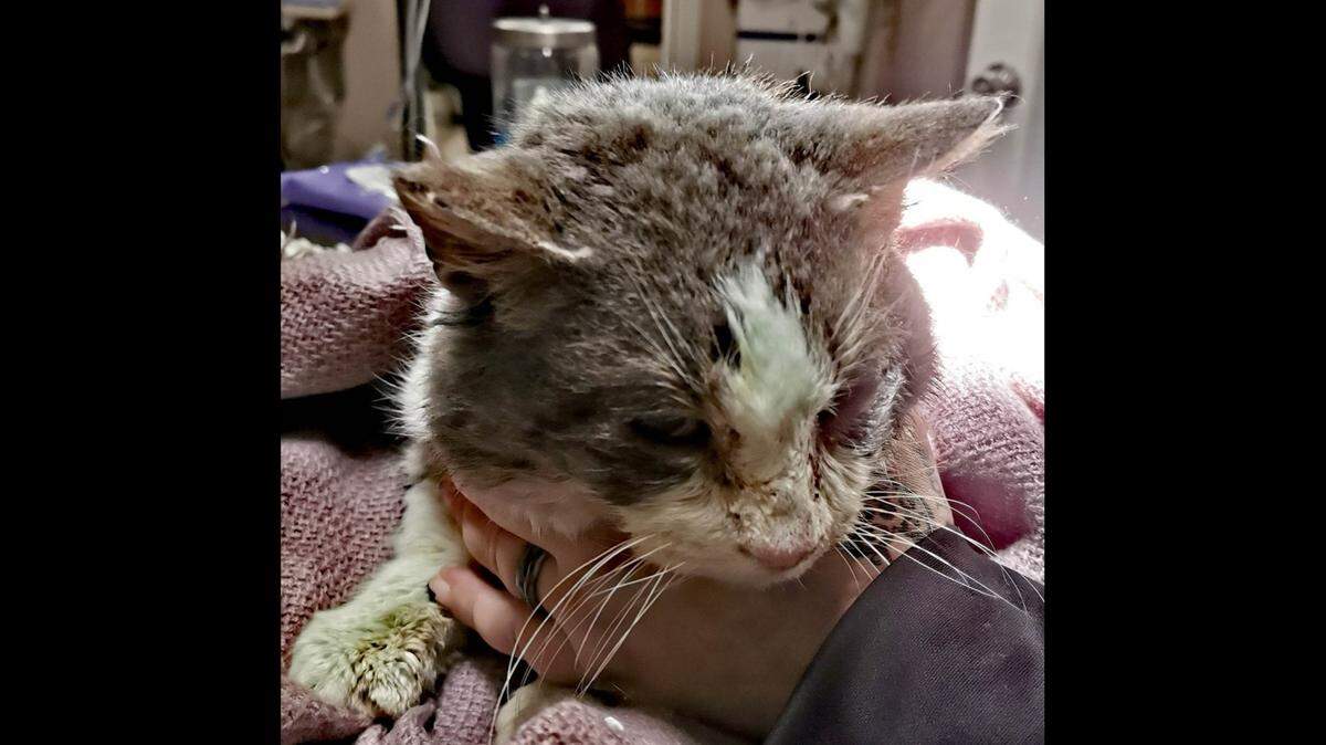 A cat was found outside in the cold with his eyes sealed shut and a low body temperature after Winter Storm Elliott hit Muskegon, Michigan. A woman rescued him.