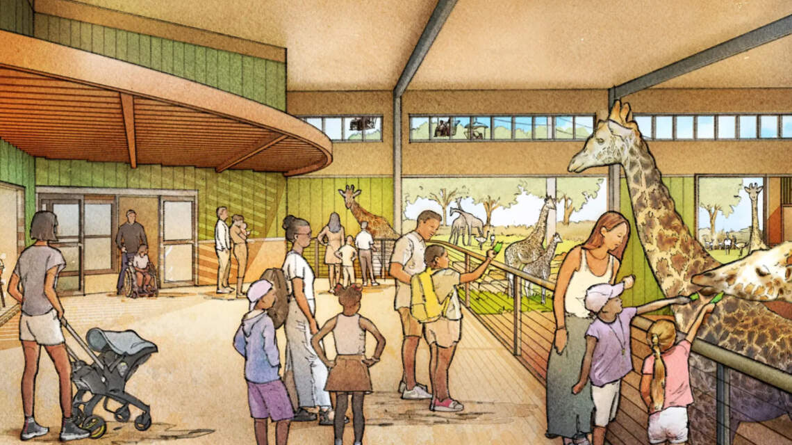 New exhibit in KC Zoo’s Africa zone will get you nearly ‘nose-to-nose’ with these giants