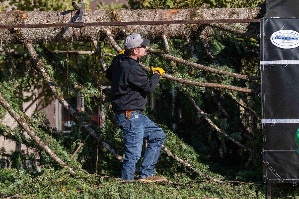 Some of the larger branches of the tree are removed to help transport it, but those branches make the trip to Kansas City and are re-attached when the tree is set up by a crew of workers.