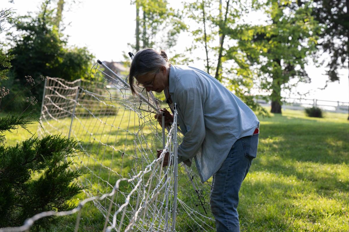 Kelly sets up a fence to start her goats grazing on a customer’s land. The goats usually spend several days grazing within the confines of the fence and then moved to another area once they’ve fully mowed down the area inside the enclosure.