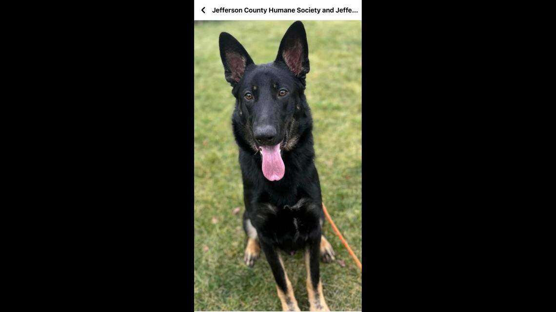 Ragnar is only a year old, and his youthful disposition is fading fast under the weight of shelter life.