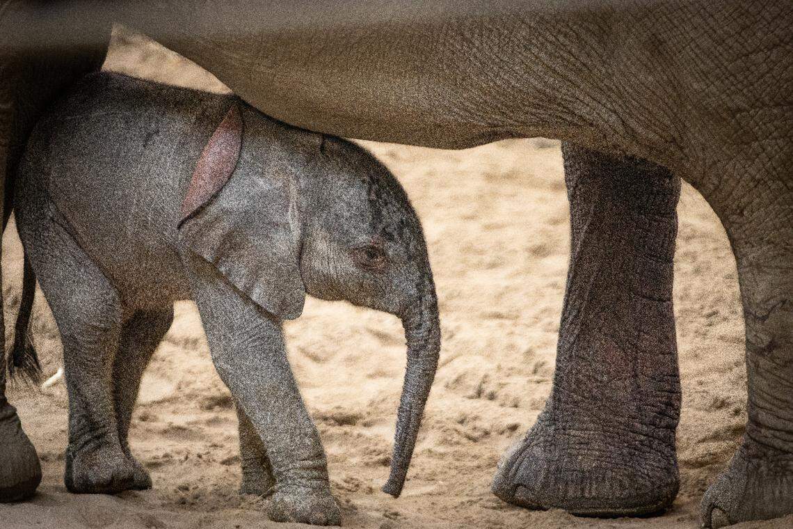 The baby elephant doesn’t have a name yet.