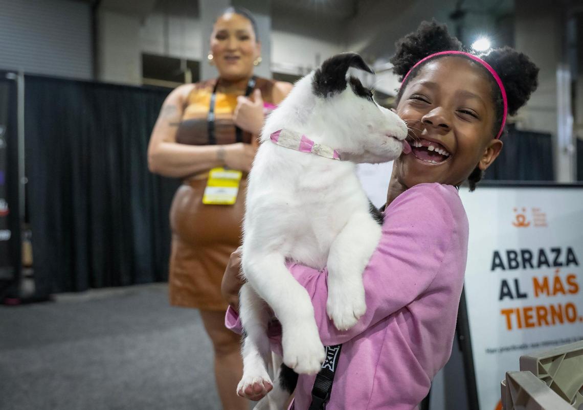 Bryanna Wilkins, 6, of Raytown, got a wet puppy kiss when she stopped by the puppy lounge at the Big 12 Men’s Basketball Tournament on Wednesday, March 12, 2025, at the T-Mobile Center in Kansas City. Bryanna was at the event with her uncle, Jerome Wilkins of Raytown.