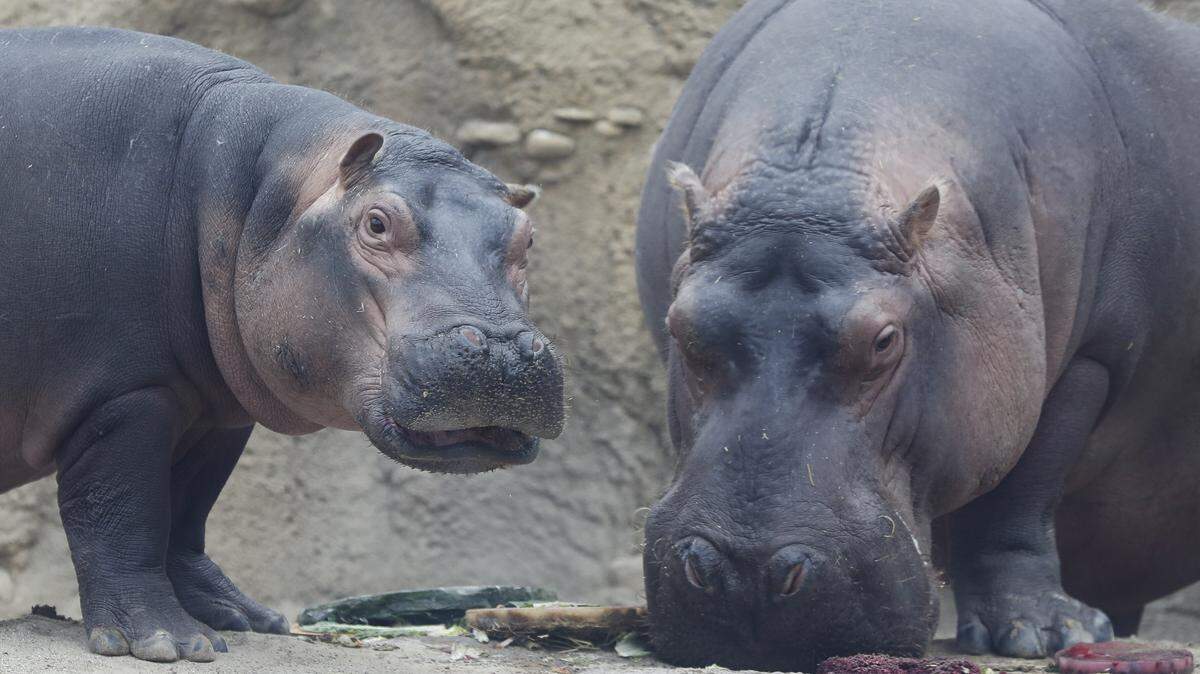 Fiona the hippopotamus tried to pick the winner for the Super Bowl between the Kansas City Chiefs and the San Francisco 49ers on Jan. 30 at the Cincinnati Zoo. Fiona ended up puking on the Chiefs.