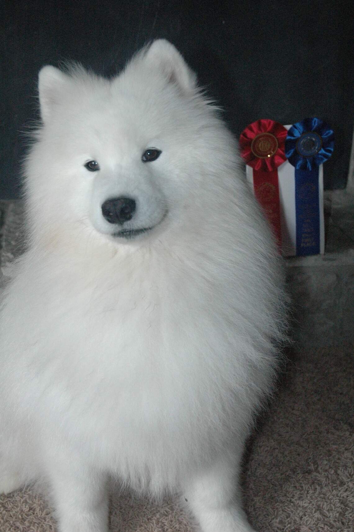 Here’s the scoop on Samoyeds, the dog breed that Swift & Kelce appear ...