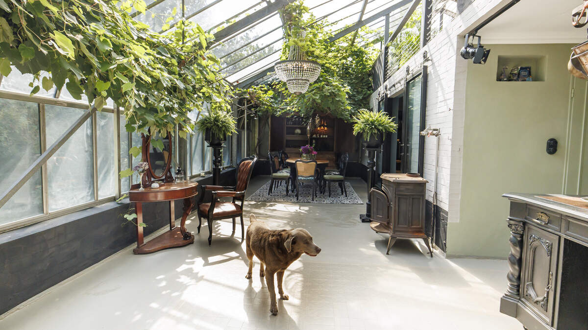 A dog in his home. (Photo by Morris MacMatzen/Getty Images for Purina)