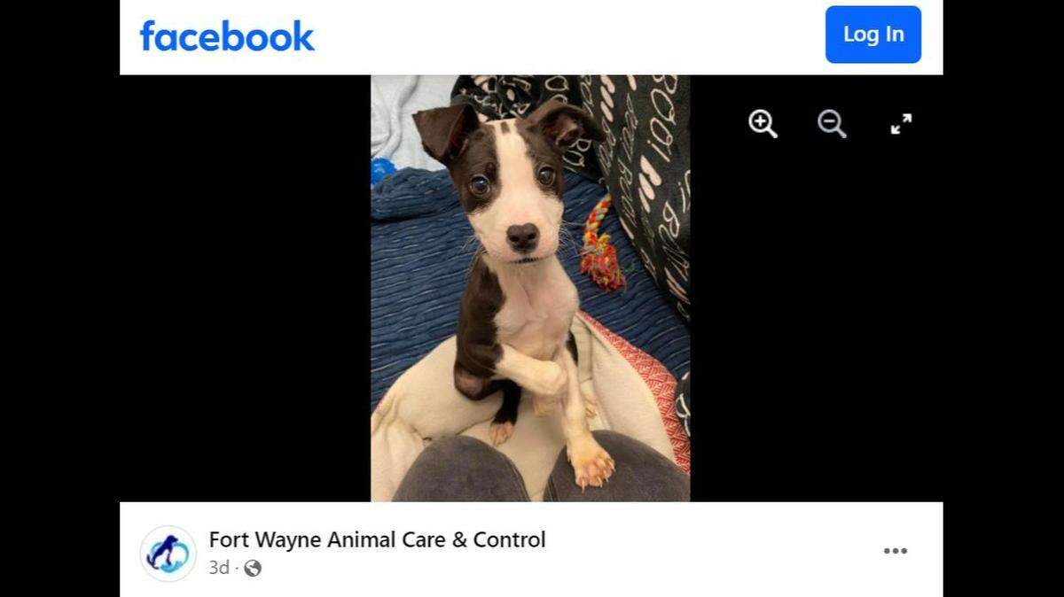 An Indiana shelter is caring for a puppy that was found malnourished, abandoned in a porta potty.
