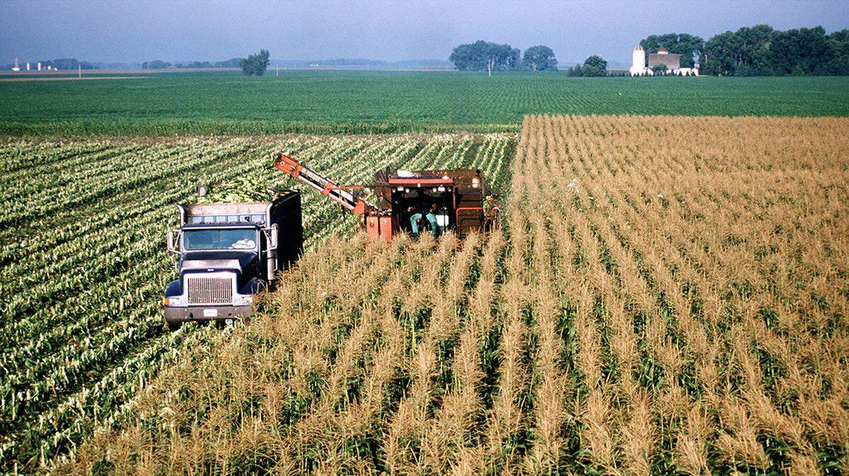 Many farmers fear changes will be made in the federal crop insurance program as farm bill negotiations get underway this fall with an eye toward the climate. In this file image, corn is harvested on a large commercial farm near Hector, Minnesota. (Bob Fila/Chicago Tribune/TNS)