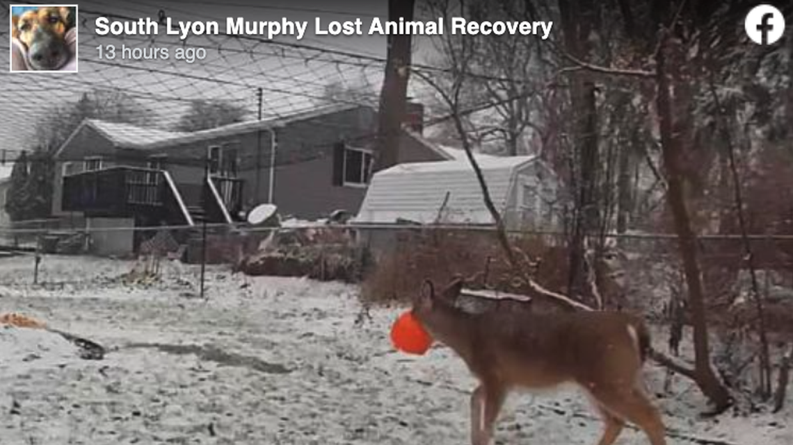 Crews in Michigan helped remove a plastic pumpkin bucket from a deer.