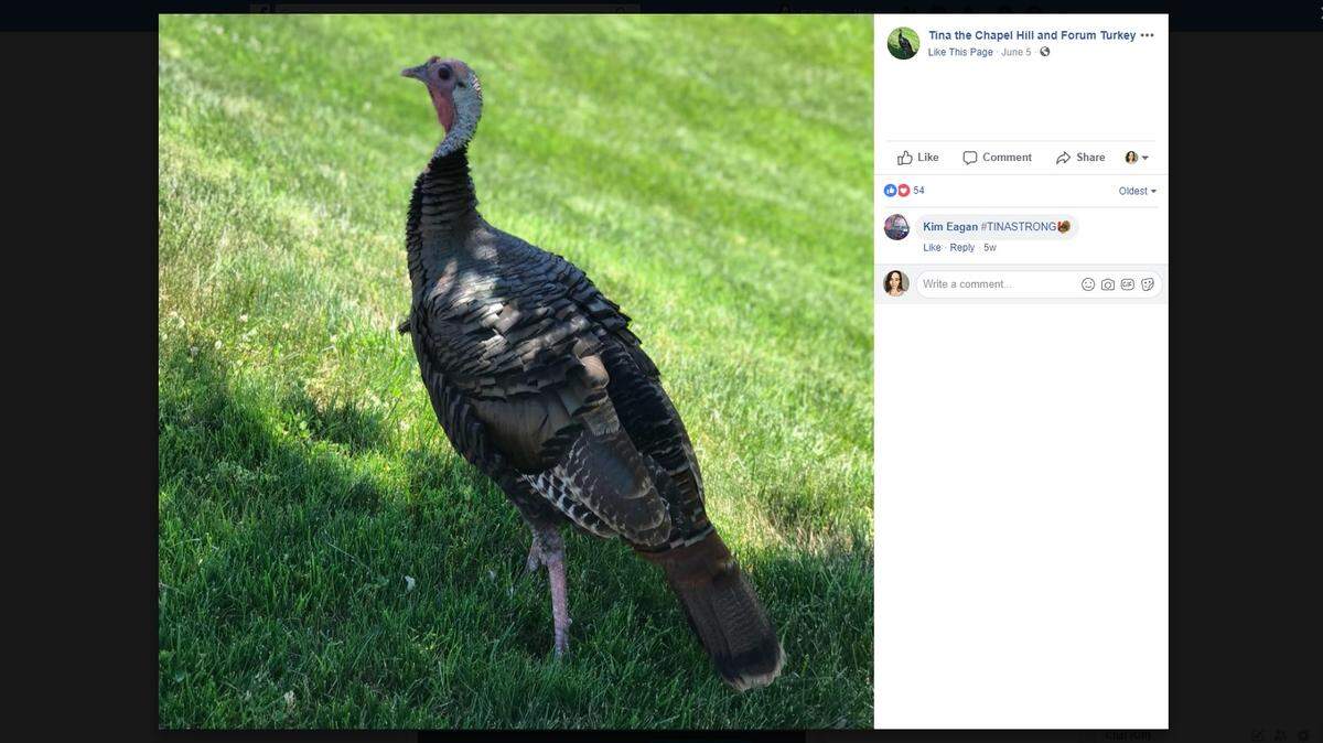 A Facebook photo shows Tina, the beloved wild turkey of Columbia, Missouri. The turkey died Friday, July 13, 2018 after he was hit by a vehicle, the Missouri Department of Conservation told KOMU.
