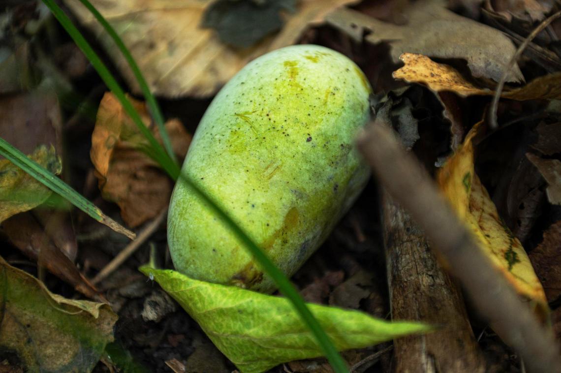 A ripened pawpaw lays on the ground after falling from a tree on Sept. 9 at George E. Kessler Park in Kansas City. Ripe pawpaws have a sweet custard-like flesh, a yellowish hue, and are soft to the touch.