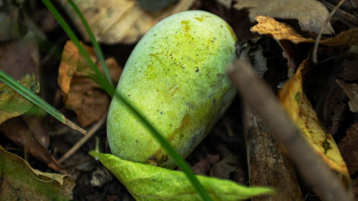 A ripened pawpaw rests on the ground after falling from a tree at George E. Kessler Park in Kansas City. Ripe pawpaws have a sweet custard like flesh, a yellowish hue, and are soft to the touch.
