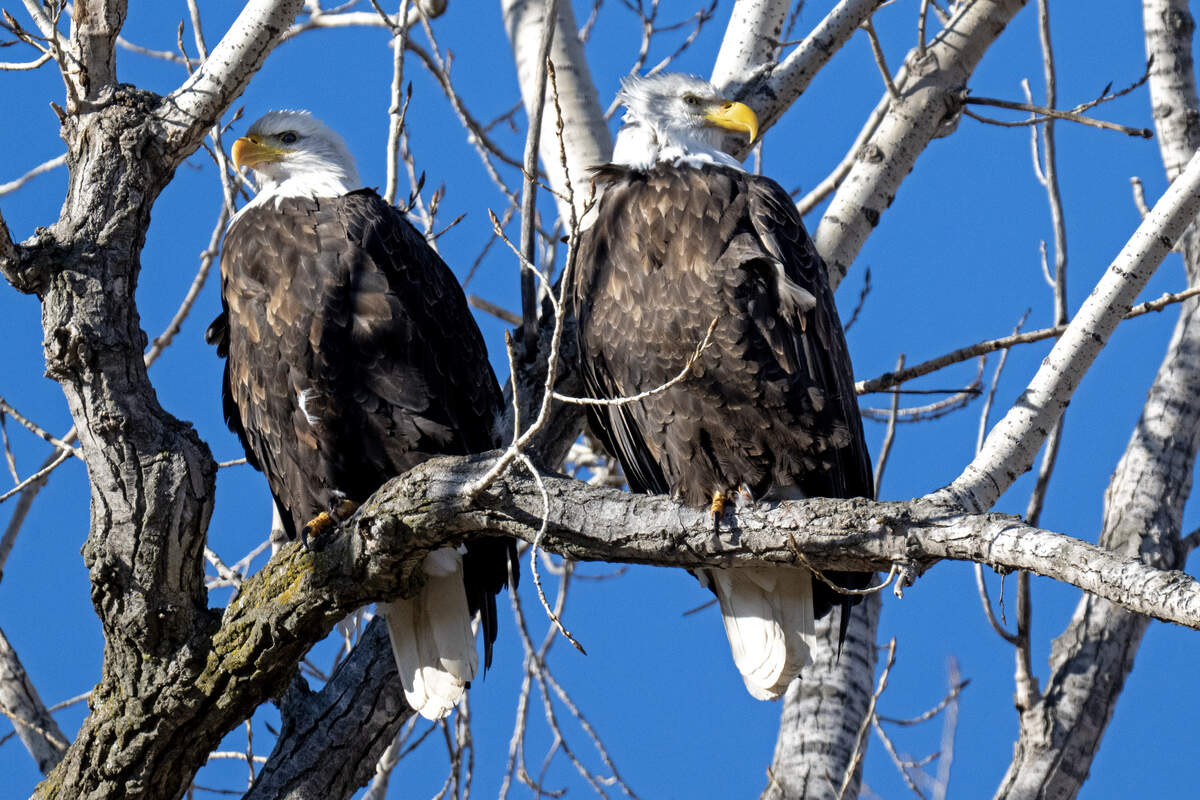A pair of bald eagles are perched in a tree on Friday, Dec. 19, at Loess Bluffs National Wildlife Refuge in Forest City, in northwest Missouri.