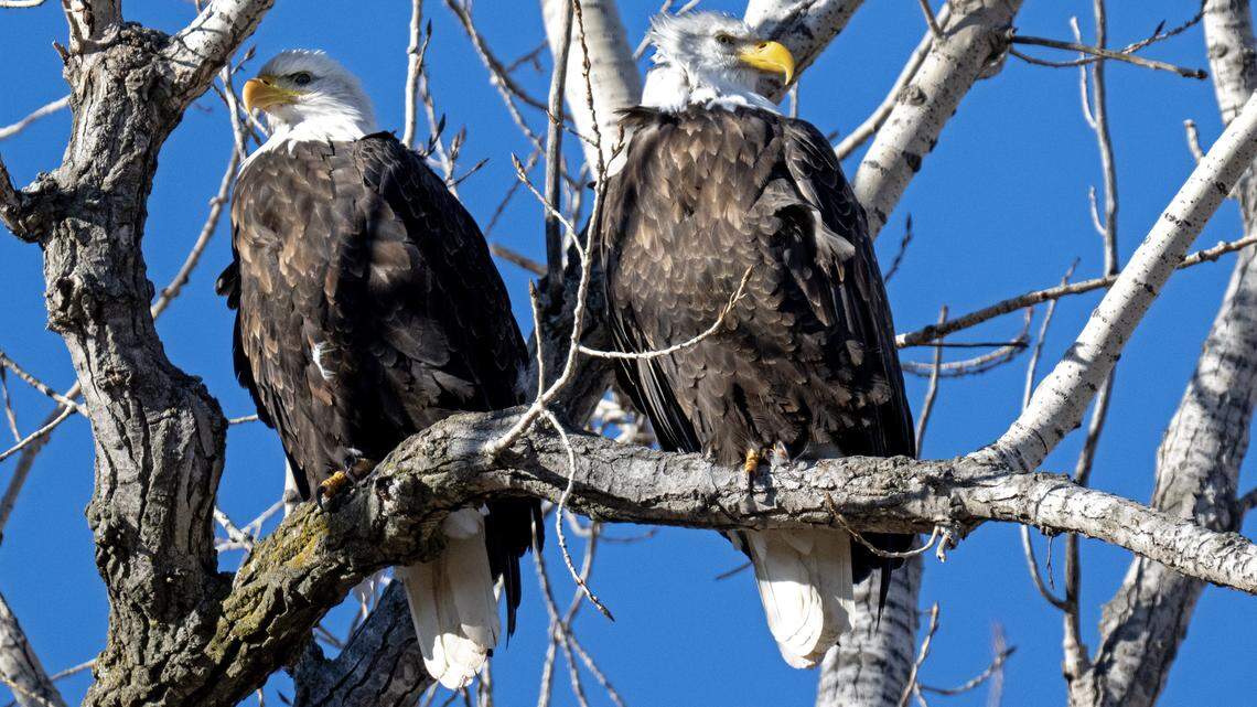 Record number of bald eagles spotted at Missouri refuge. Here’s where to see one