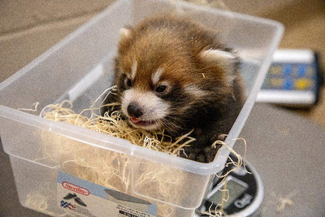 The red pandas were born in August.